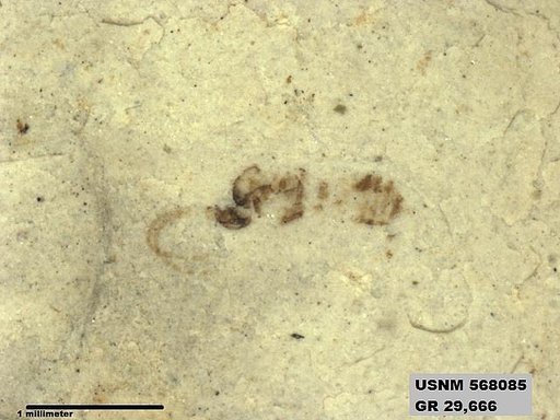 Genus sp
