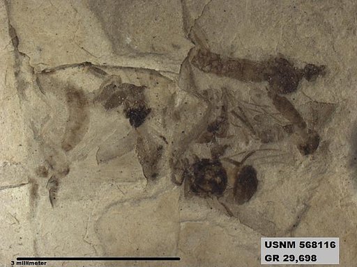 Genus sp