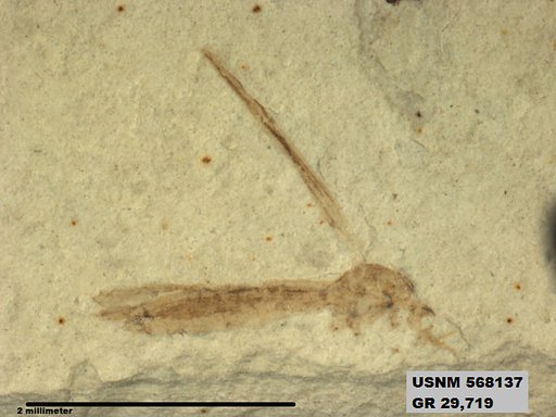 Genus sp