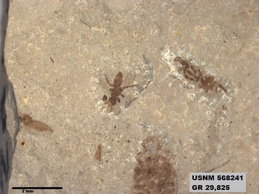 Genus sp