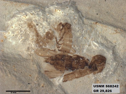 Genus sp