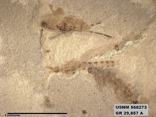 Genus sp