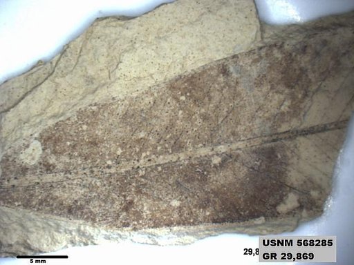 Eoerianthus eocaenicus