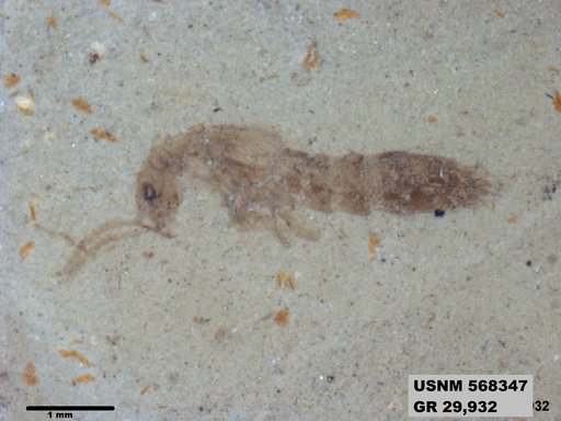 Genus sp