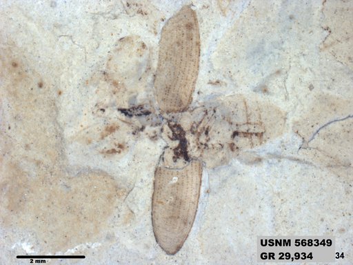 Insecta