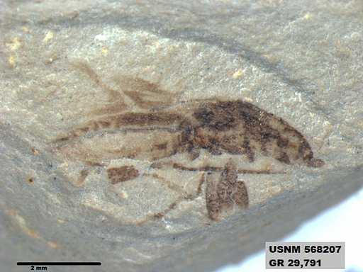 Insecta