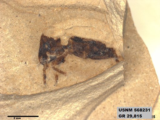 Insecta