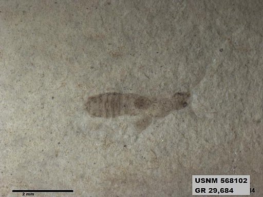 Genus sp