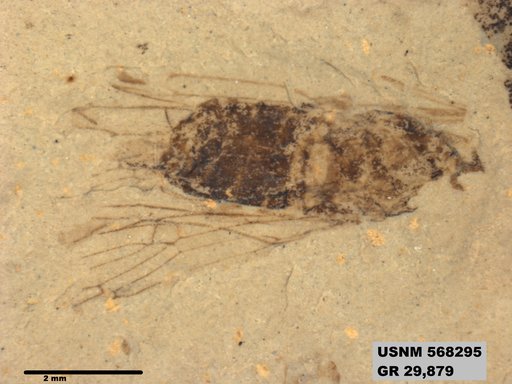 Genus sp