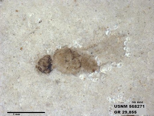 Insecta