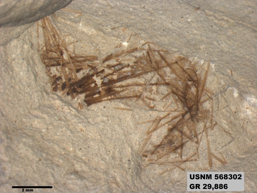 Insecta