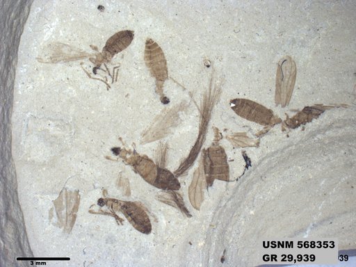 Insecta