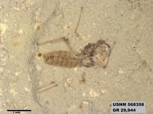 Insecta