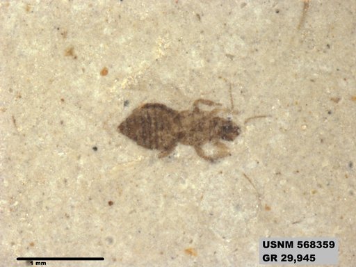 Genus sp