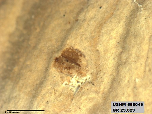Genus sp