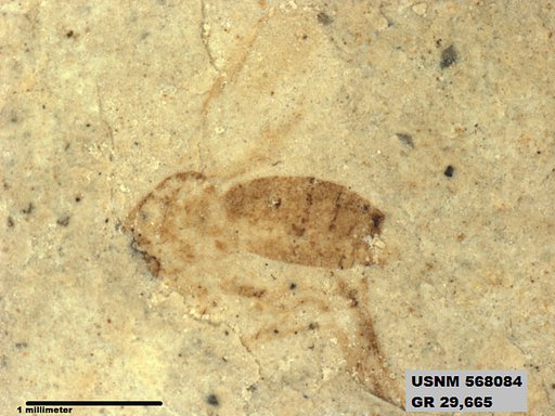 Insecta