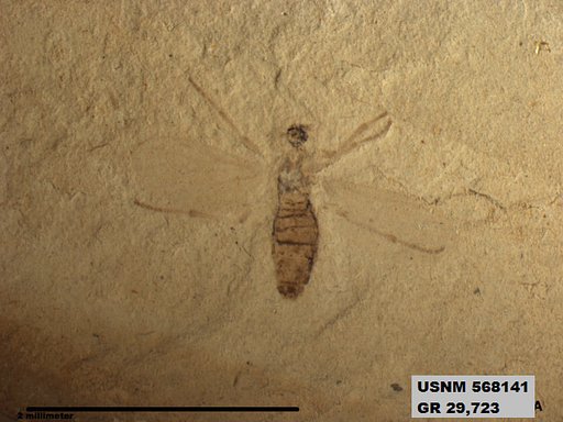 Insecta