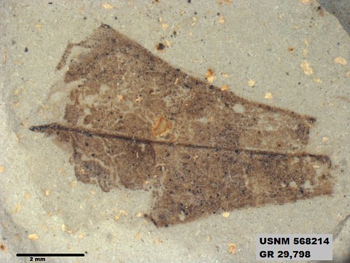 Insecta