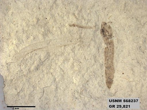 Insecta