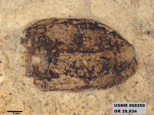 Insecta