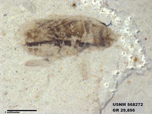 Genus sp