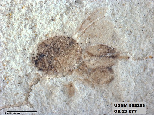 Genus sp