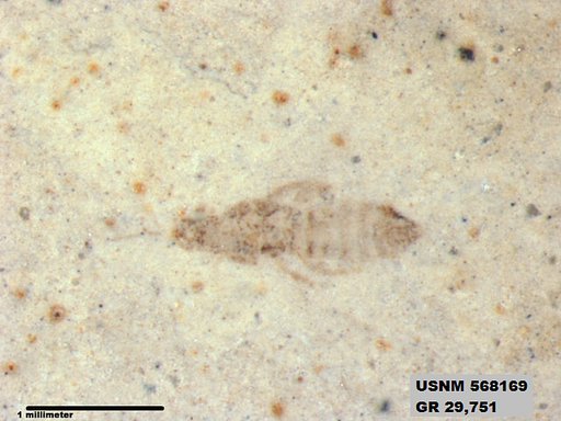 Insecta