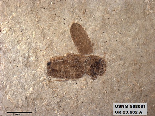 Insecta