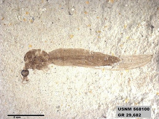 Insecta