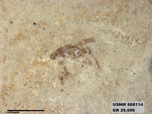 Genus sp
