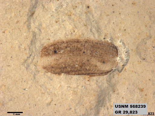 Insecta