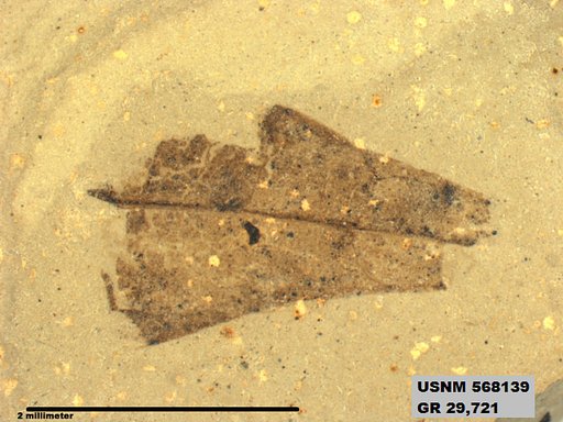 Insecta