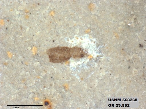 Insecta