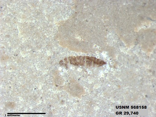 Insecta