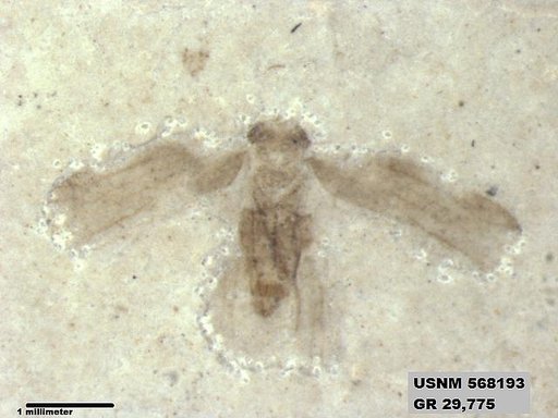 Genus sp