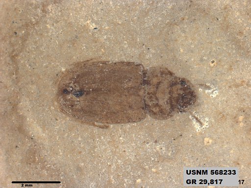 Insecta
