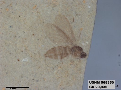 Tipula sp