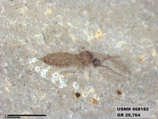 Genus sp