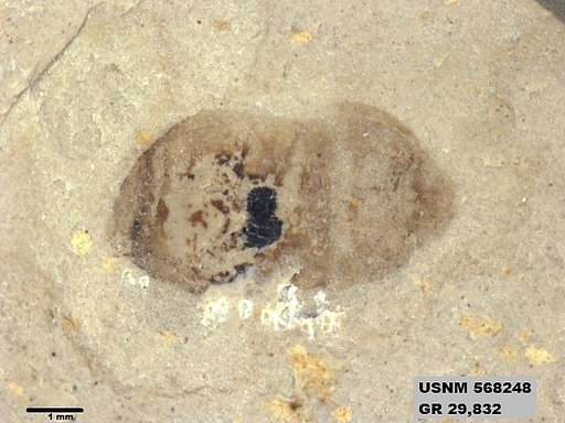 Genus sp