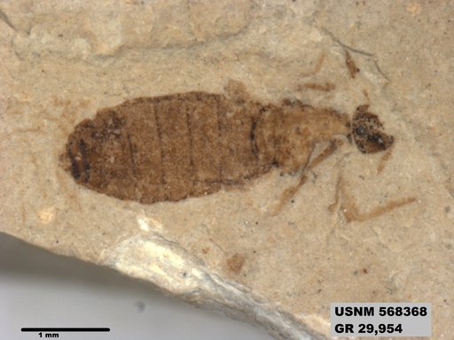 Genus sp