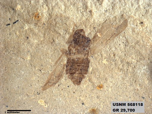 Genus sp