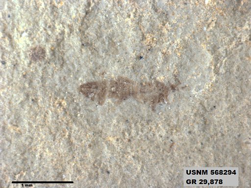 Genus sp