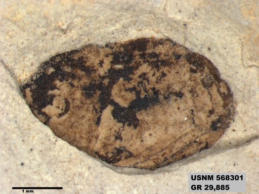 Insecta