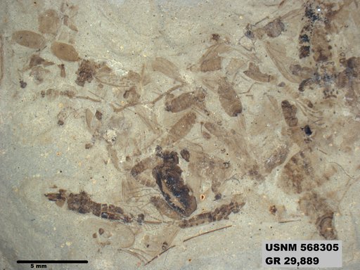 Genus sp