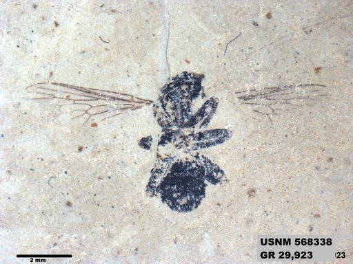Insecta