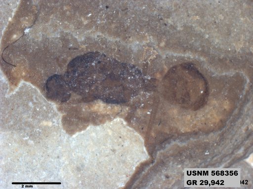 Insecta