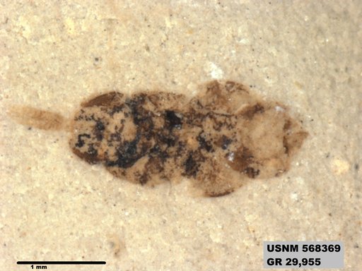 Insecta