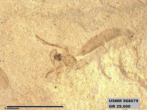 Insecta