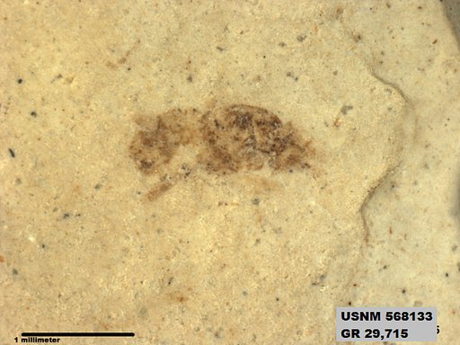 Genus sp