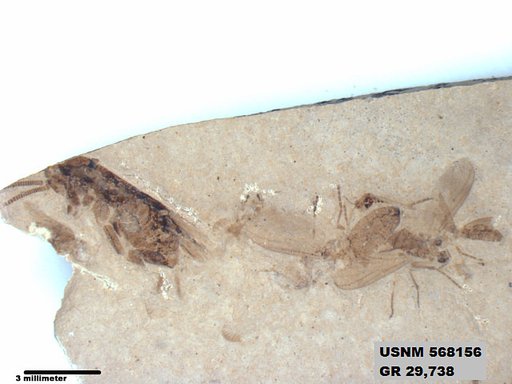 Genus sp